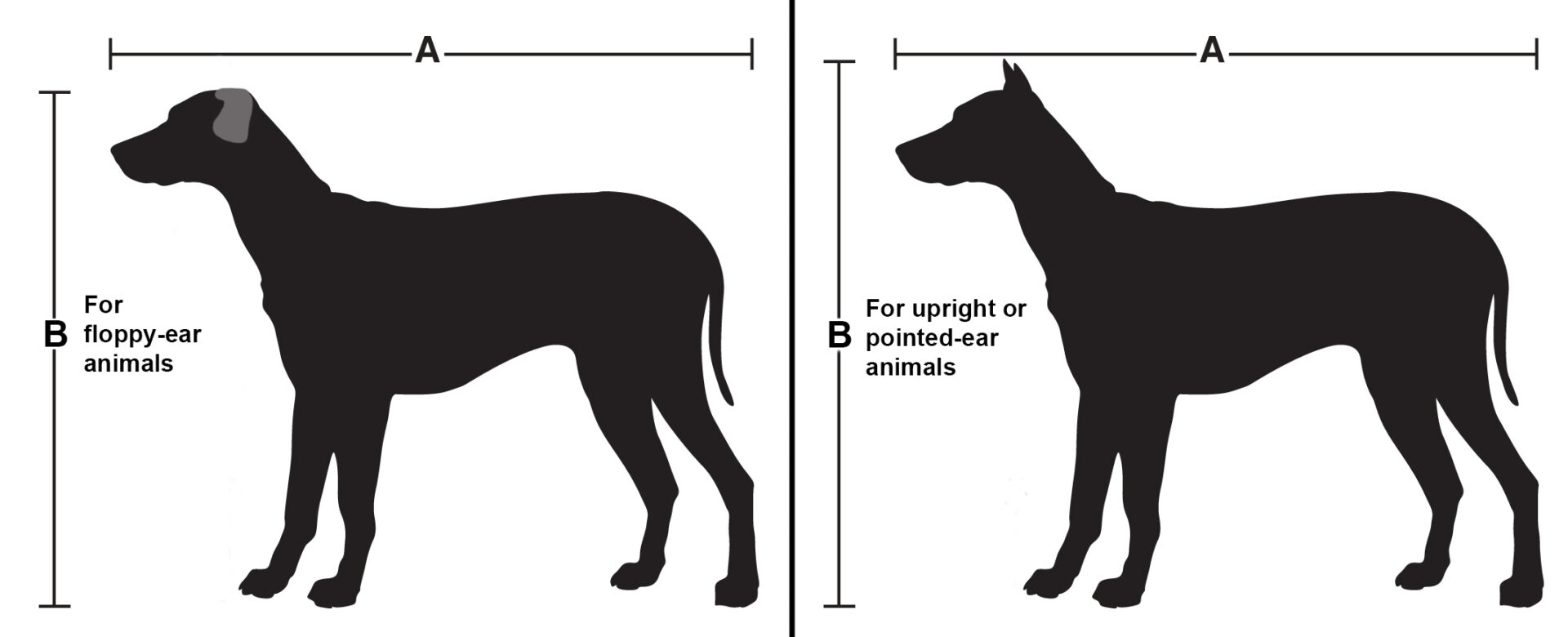 kennel_measurements