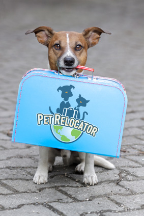 Pet relocators best sale